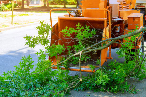 Tree Root Removal in Perryville, AR